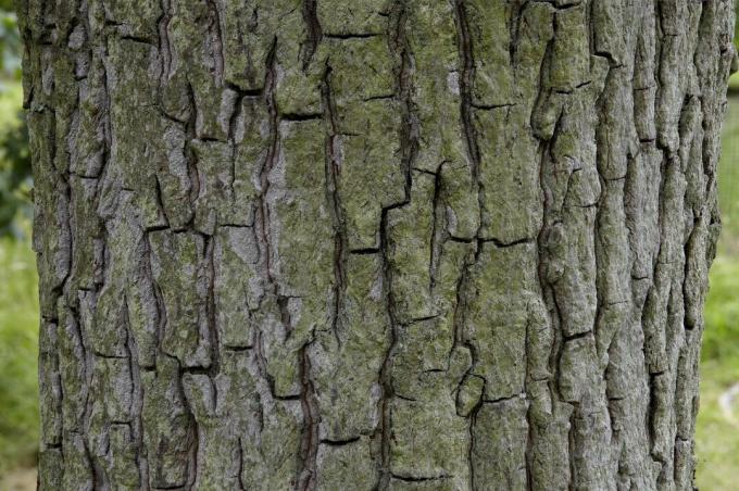 Carya tomentosa, Mockernut hickory, close-up na kůře