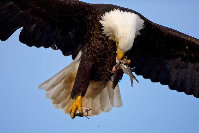 Orel bělohlavý (Haliaeetus leucocephalus) létající a jíst ryby, Homer, Aljaška, USA