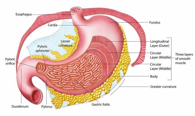 Anatomie lidského žaludku.