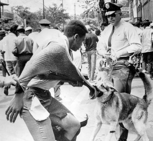 Černý americký demonstrant byl napaden policejním psem během demonstrací proti segregaci, Birmingham, Alabama, 4. května 1963.