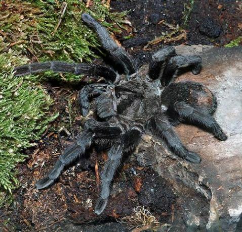 Brazilská černá tarantula (Grammostola pulchra)