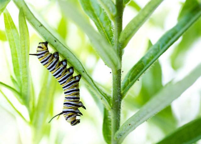 housenka jíst milkweed