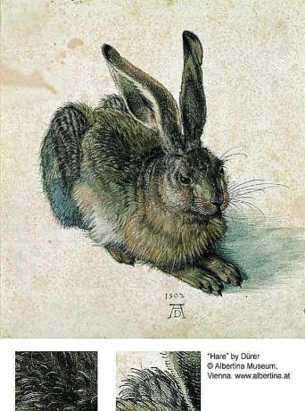 Králík nebo zajíc - Albrecht Dürer