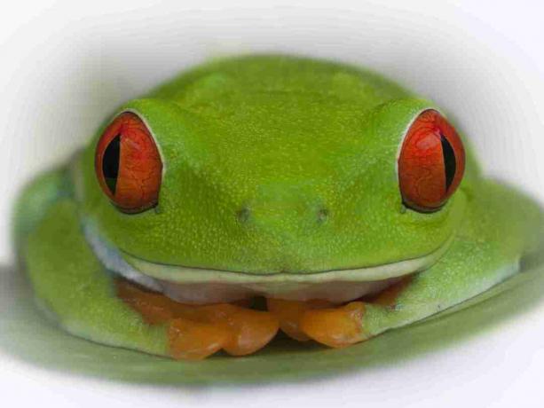 Během dne složí žába pod ní barevné nohy. Pokud je narušen, otevře oči a vyleká predátory.