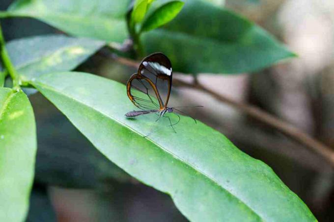 Larvy skleněného motýla chutnají po kulkách mravenci.