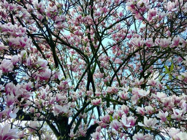 Strom Magnolia Pokryté V Květu