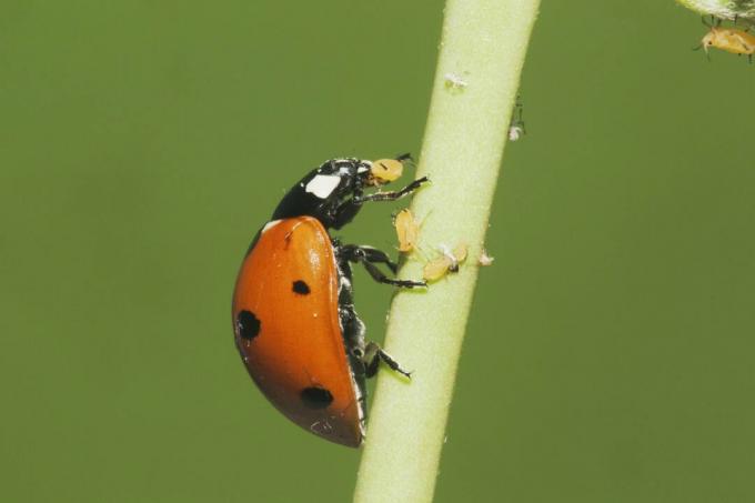 Sedmikráska Beruška (Coccinella septempunctata) dospělá jíst mšice