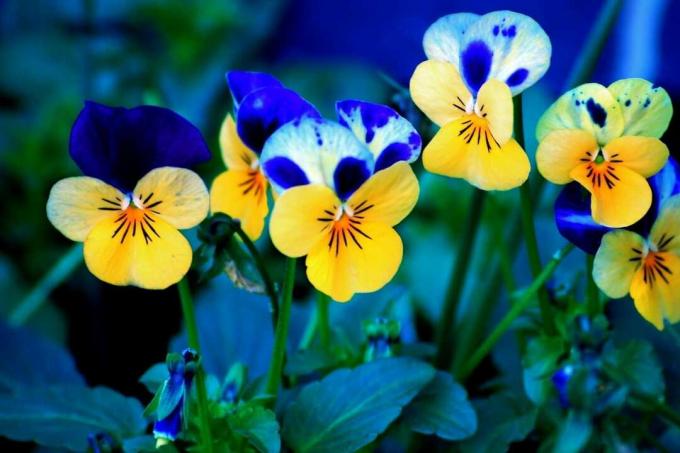 Modré a žluté květy