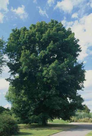 Carya cordiformis (ořešák ořechový), zelený listnatý strom v parku vedle cesty