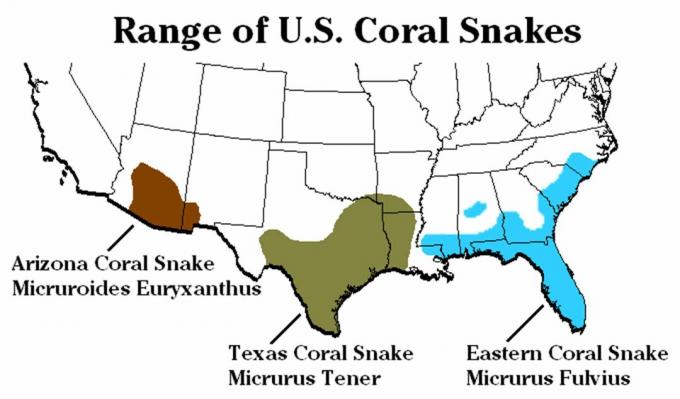 Druh a druh hadího korálu ve Spojených státech