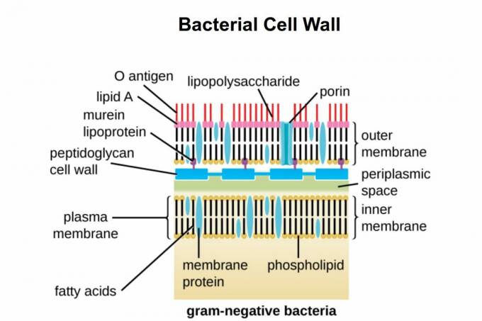 Gram negativní buněčná zeď