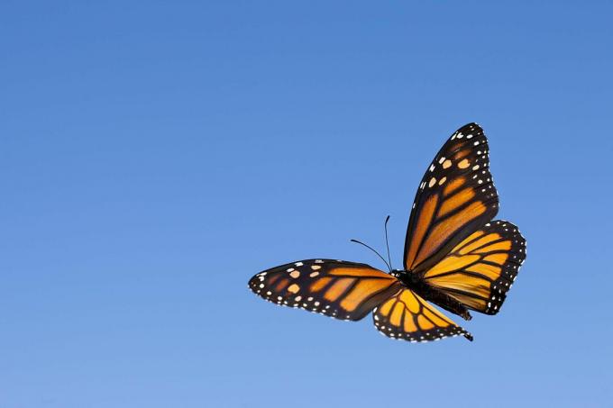 Monarch motýl na obloze.