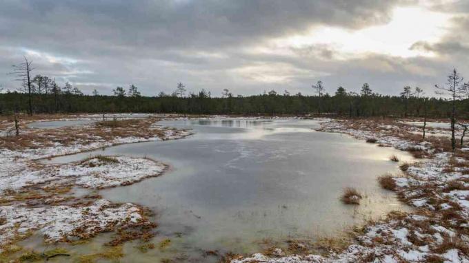 Estonské rašeliniště v zimě