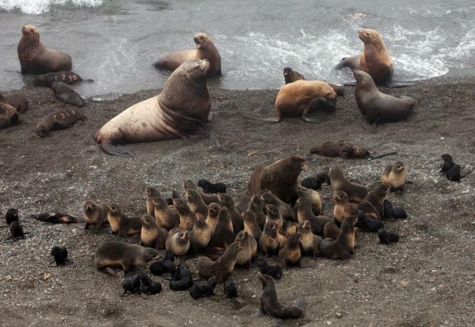 Směs Stellerových samců lachtanů (větší, bledá stvoření) a tuleňů severní kožešiny, plus mláďata a samice obou druhů.