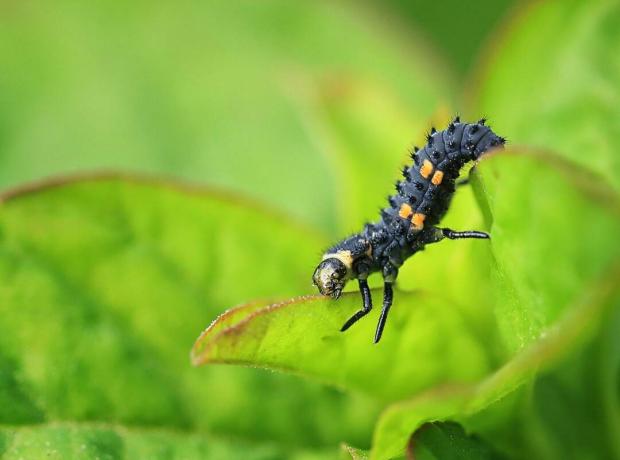 Larvální fáze 2-bodového berušky (Adalia bipunctata) jíst list