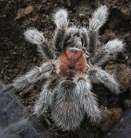 Chilská růže Tarantula (Grammostola rosea)