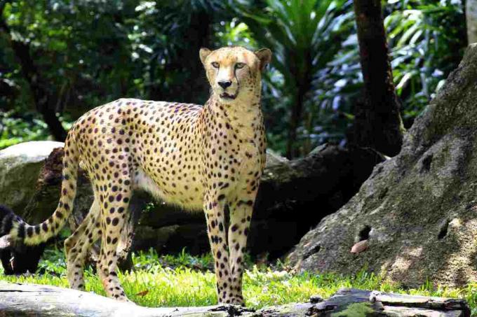 Gepard má aerodynamickou, štíhlou postavu.
