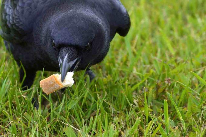 vrána drží chléb v ústech