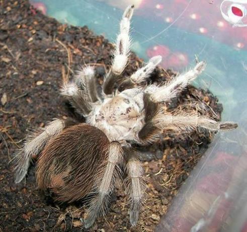 Pouštní blonďatá Tarantula (Aphonopelma chalcodes)