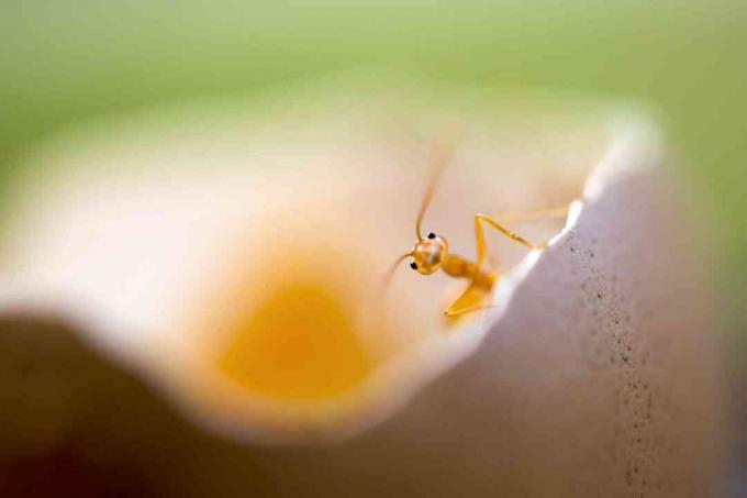 roztomilý malý osamělý červený mravenec