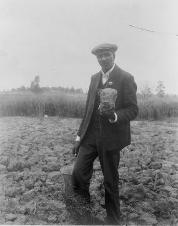 George Washington Carver, celovečerní portrét, stojící v poli, pravděpodobně v Tuskegee, drží kousek půdy, 1906