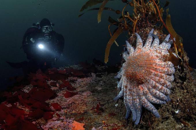 Diver and Sun Star, Crossaster sp., Monterey Bay, Kalifornie, USA