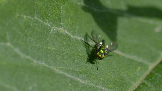 Moucha řádu Diptera sedící na listu.