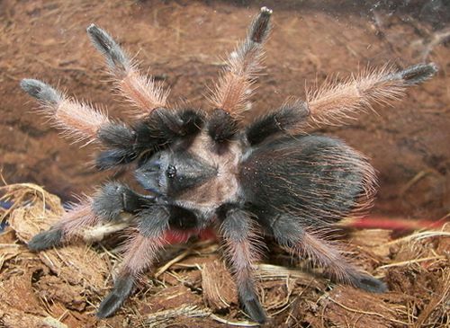 Tarantule mexická Redleg (Brachypelma emilia)