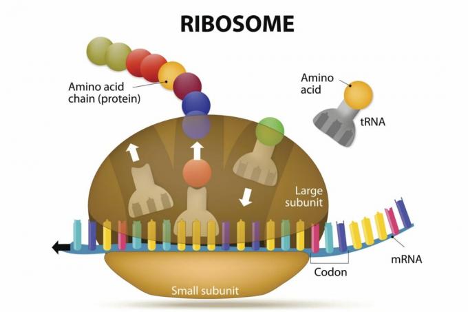 Syntéza ribosomu a proteinu