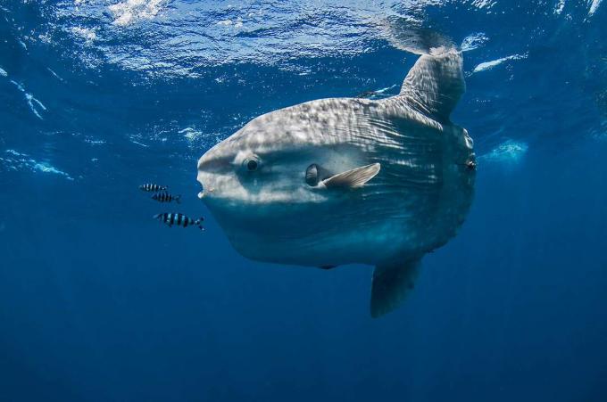 Podvodní pohled na mola mola, mořské slunce, zátoka Magadalena, Baja California, Mexiko