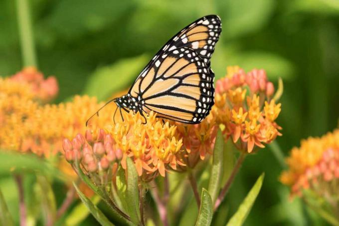 monarcha jíst milkweed