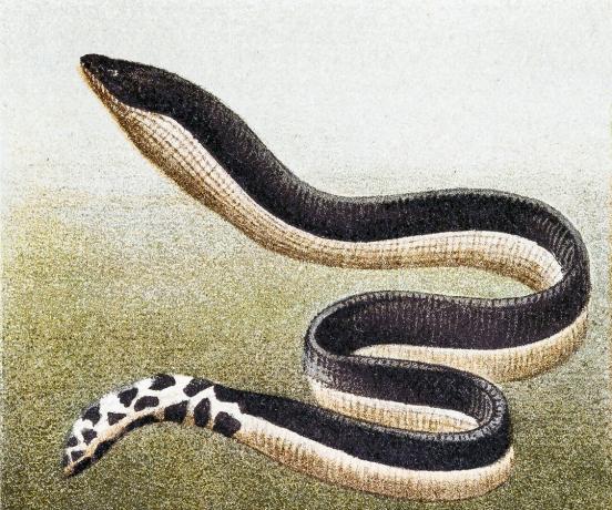 Mořský had žlutohnědý (Hydrophis platurus), znázorňující tvar těla pravého mořského hada.