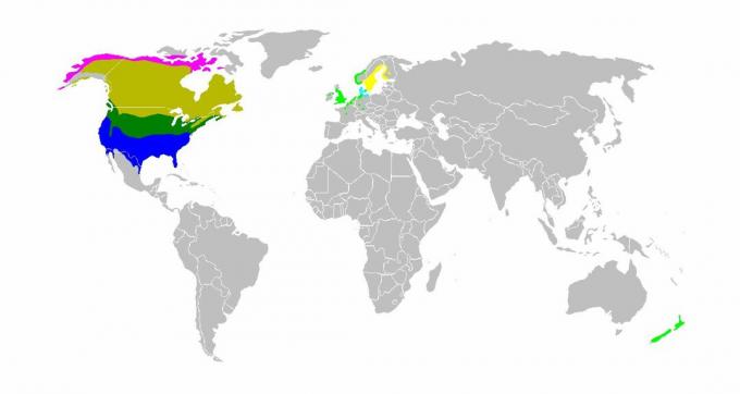 Mapa světa ukazuje kanadské husí stanoviště.