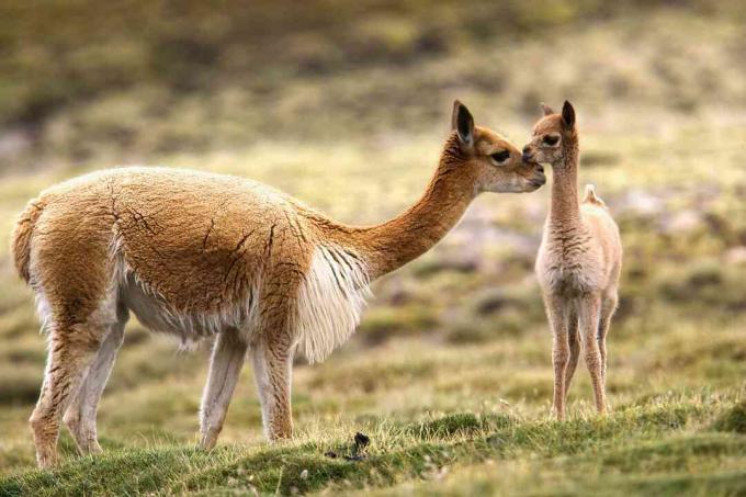 Guanaco a chulengo