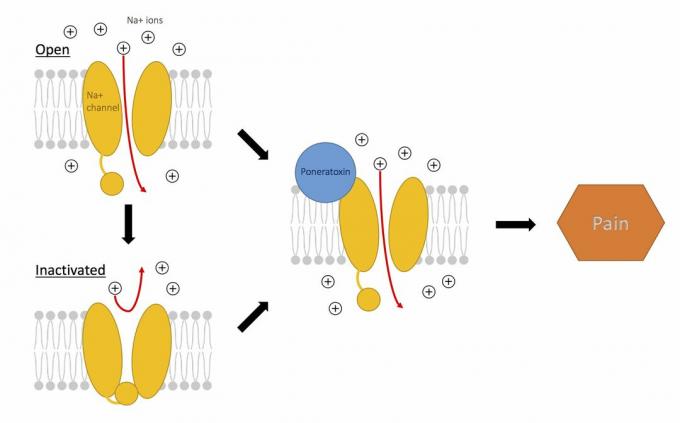 Působení poneratoxinu na sodíkové kanály k vyvolání bolesti.