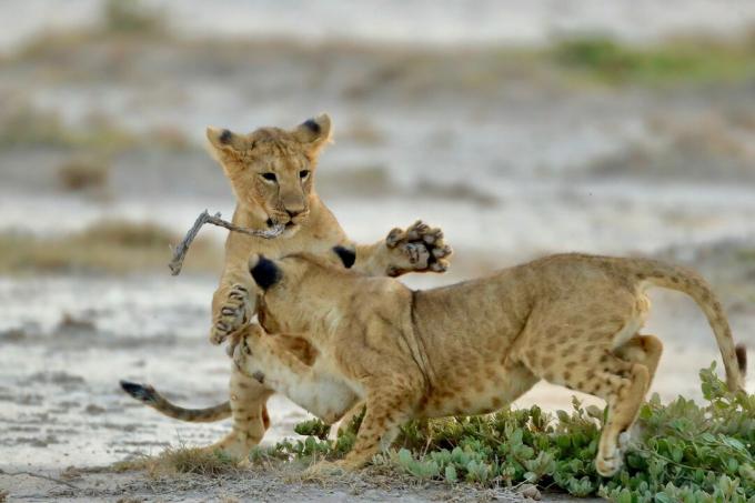 Lion Cubs Hraní Na Hřišti