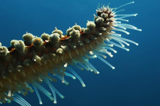 Tube Feet of Spiny Hvězdice / Borut Furlan / Getty Images