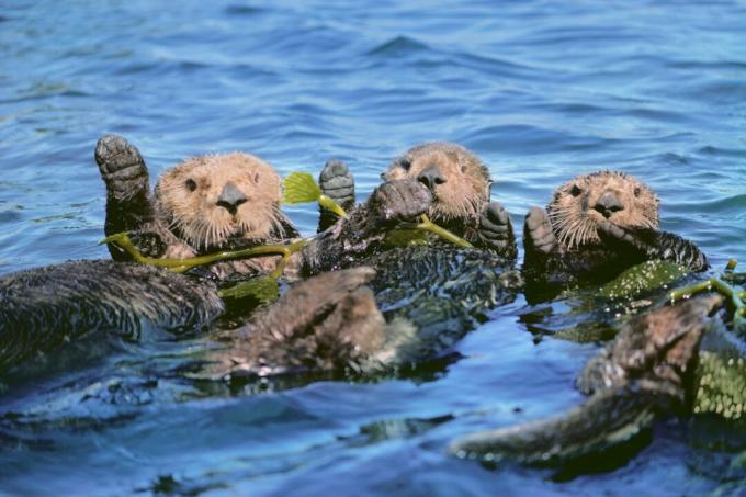 Vydry mořské v řase, Monterey Bay, Kalifornie, USA