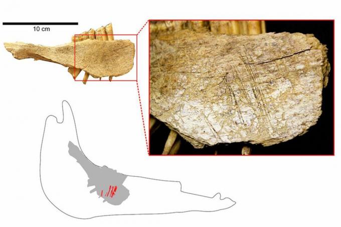 Horse Mandible z Bluefish Caves # 2