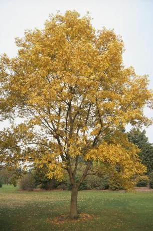 Carya Illinoensis (pekanový strom), strom se žlutými listy v parku