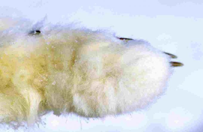 Polární liška má hustou srst, která zakrývá chodidla.
