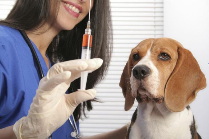 Očkovaný pes