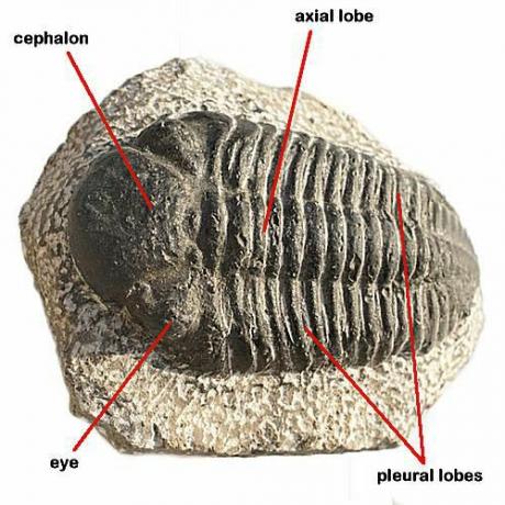 Trilobity existují jako fosílie teprve dnes a na konci Permského období zanikly.