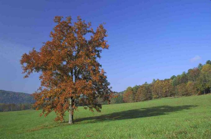 Pignut hickory tree