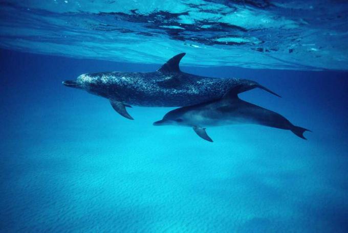 Delfíny skvrnité (Stenella frontalis) matka a tele