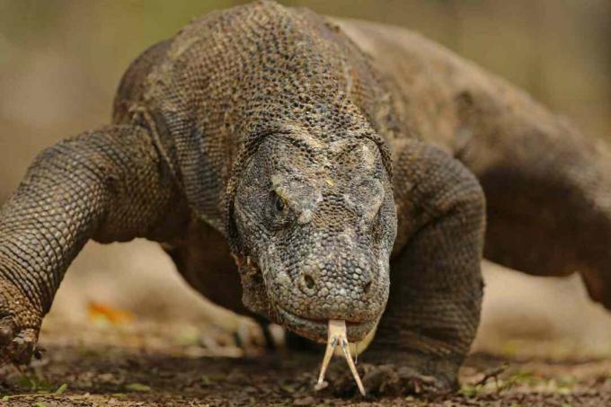 Komodo Dragon portrét zblízka - ostrov Komodo, Indonésie