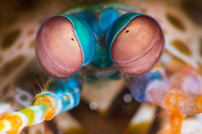 Peacock Mantis Shrimp (Odontodactylus scyllarus) oči