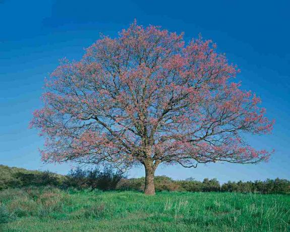 Černý dub (Quercus kelloggii) v poli, jaro