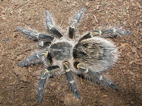 Chaco Golden Koleno Tarantula (Grammostola aureostriata)