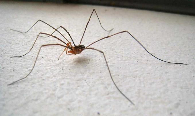 Harvestman na bílém pozadí.